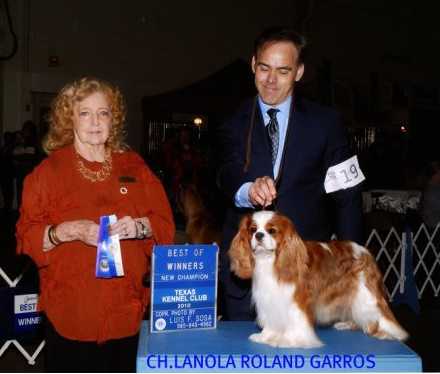 Lanola Rolland Garros | Cavalier King Charles Spaniel 