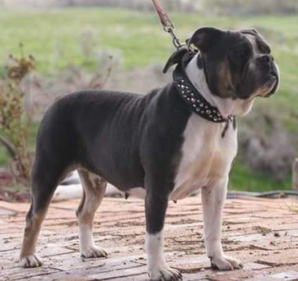 Broad Street Bully's Queen | Olde English Bulldogge 