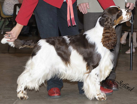 Dexbenella It's About Time | English Springer Spaniel 