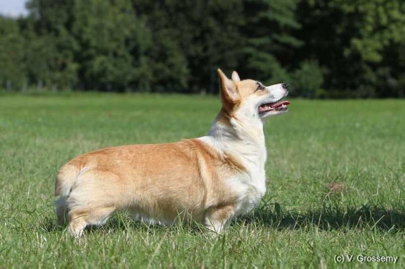 NINA RICCI JOYAUX DE MILADY | Pembroke Welsh Corgi 