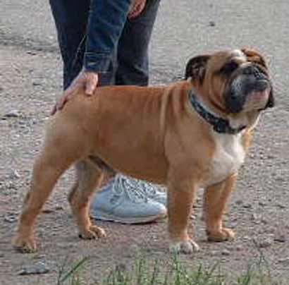 Tenderfoot Bulls Double Trouble | Olde English Bulldogge 