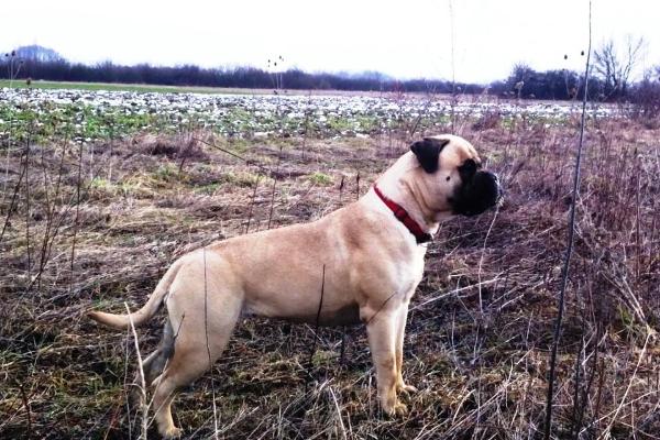 Topbull Justice is not blind | Bullmastiff 