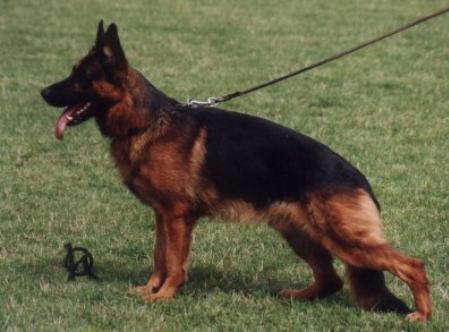 Torro Hartis | German Shepherd Dog 