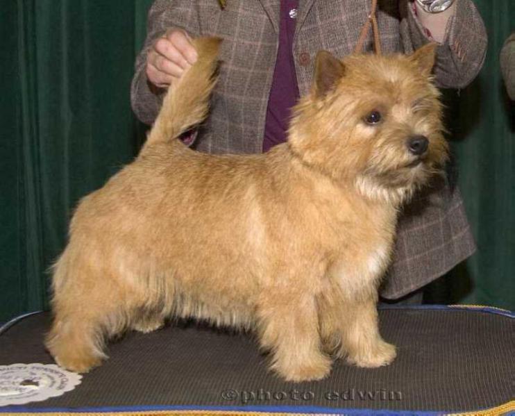 BELLEVILLE'S COCONUT EFFECT | Norwich Terrier 