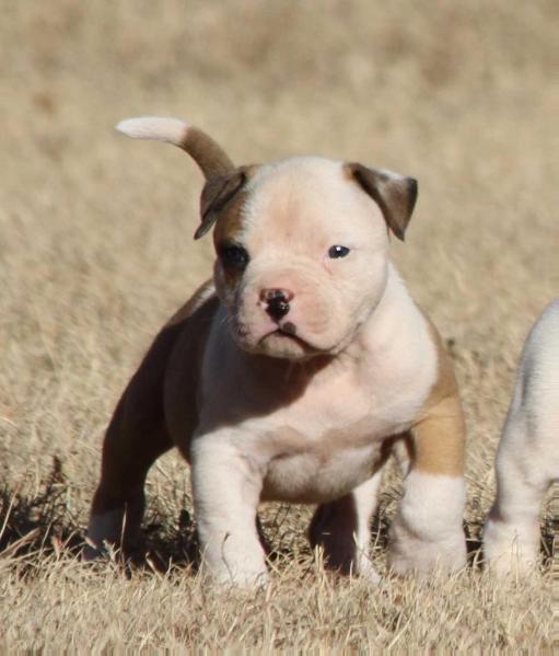 HSB Dak | American Bulldog 