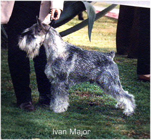 Ivan Mazhor | Standard Schnauzer 