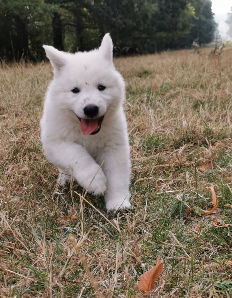 Topaze of Linde’s White Wolves | White Swiss Shepherd Dog 