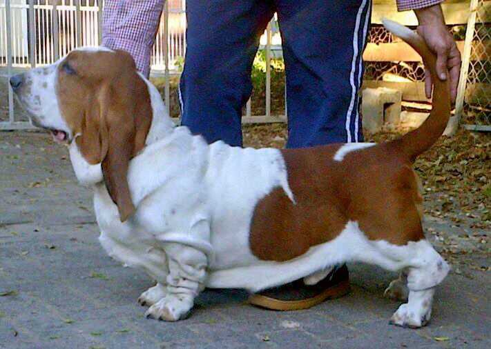 Tidalwaves Mornay | Basset Hound 