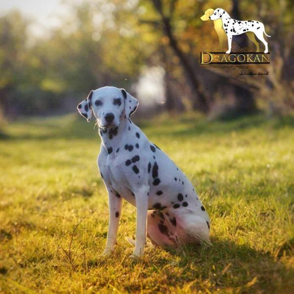 Dalmagic Daenerys Stormborn Dragokan | Dalmatian 