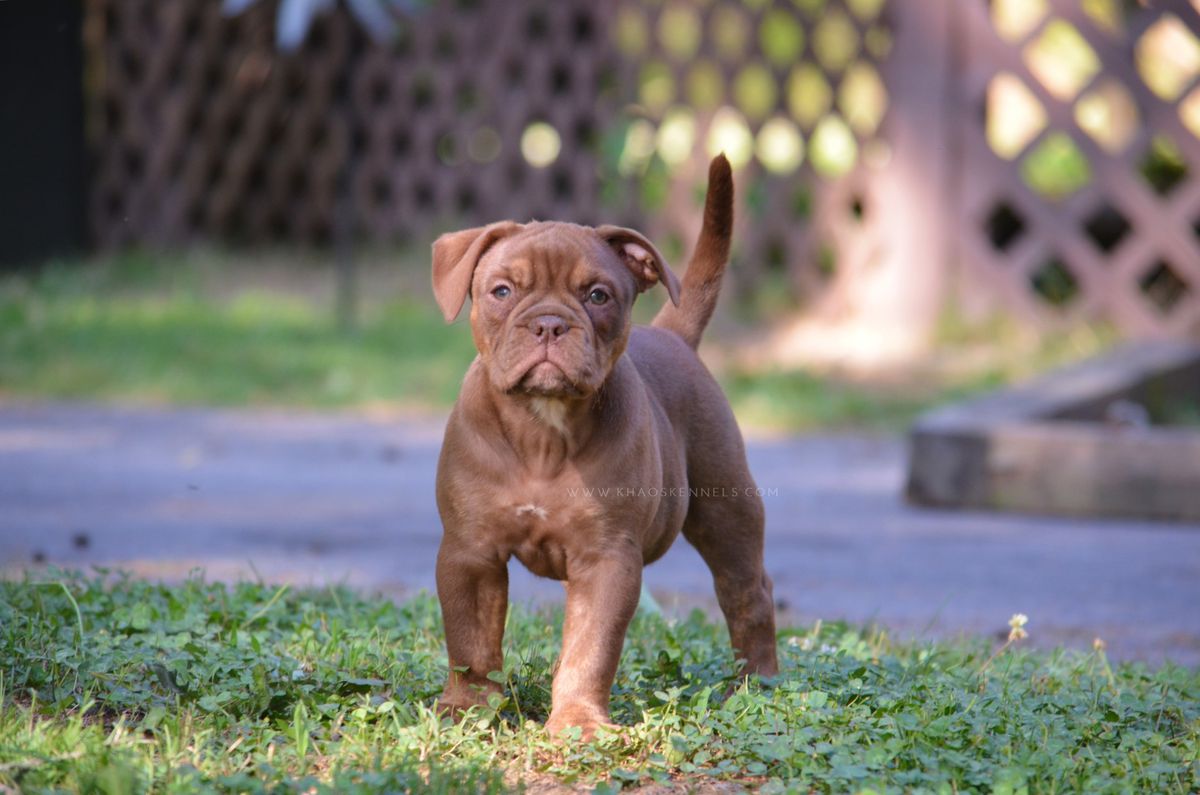 KHAOS' TOPANGA | Olde English Bulldogge 