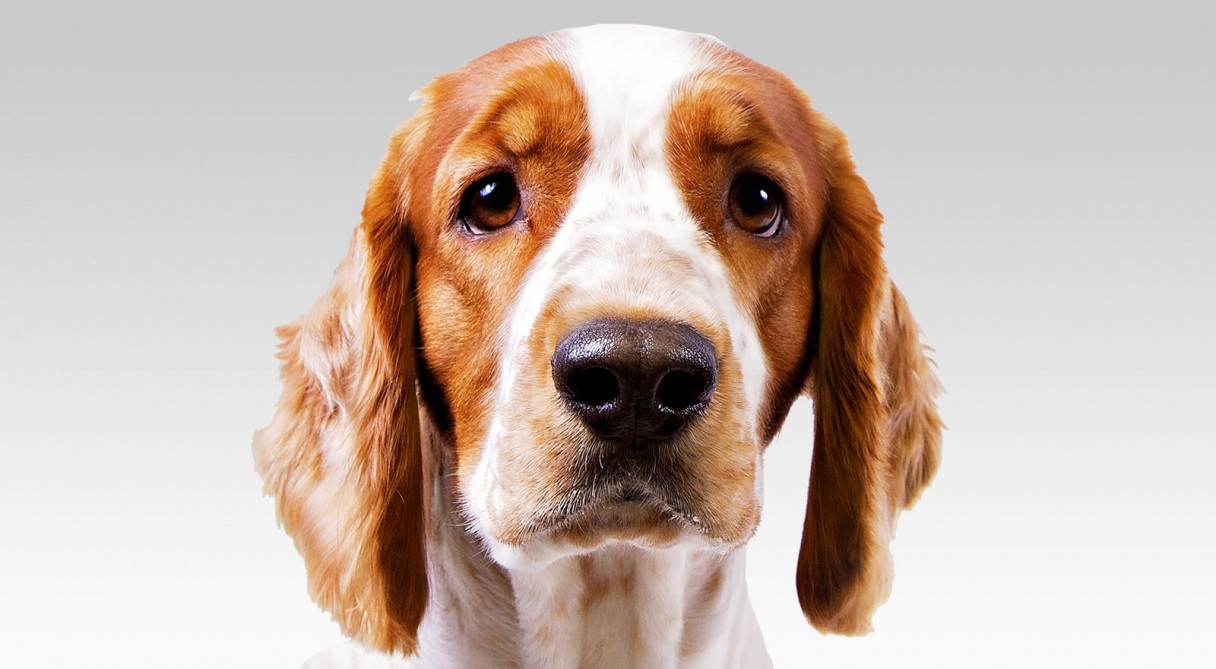Welsh Springer Spaniel