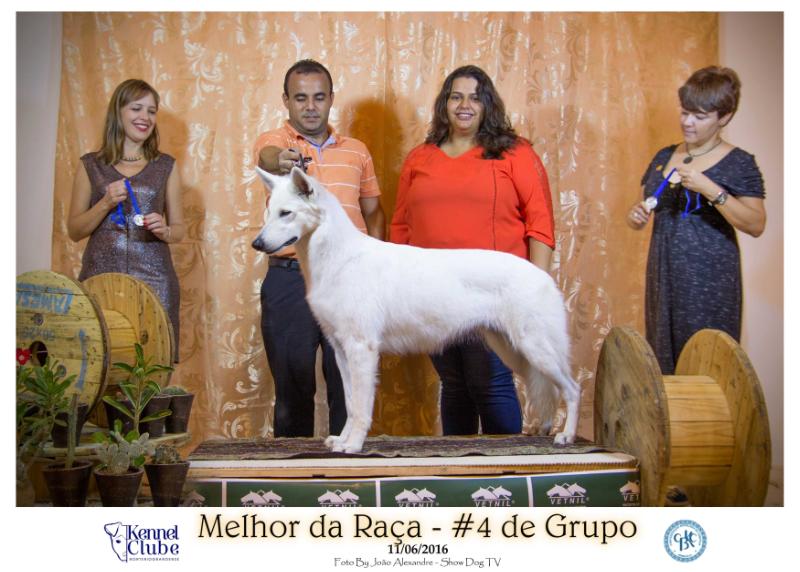 Queen of Angel Wolves von Taglischindorf | White Swiss Shepherd Dog 