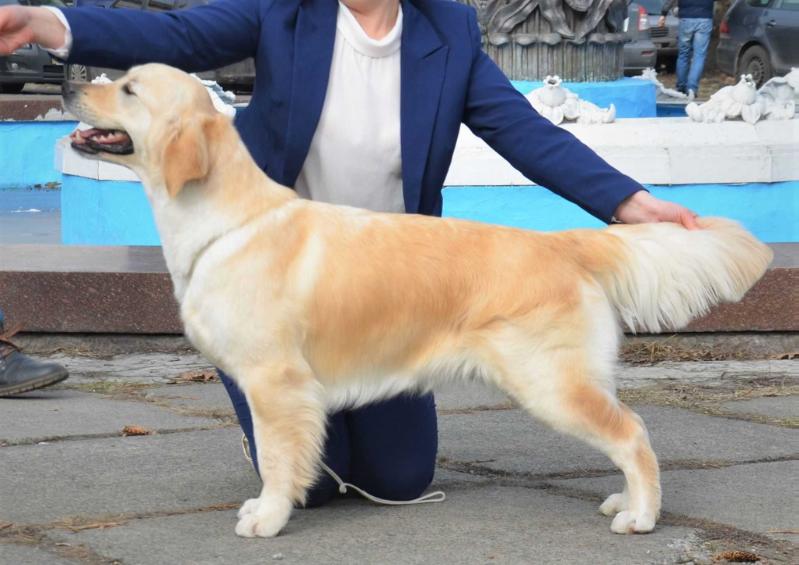 PERFECT CHOICE FORWARD UKRAINE | Golden Retriever 