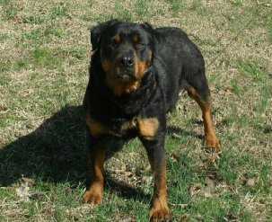 Blue Moon Von Lefler | Rottweiler 