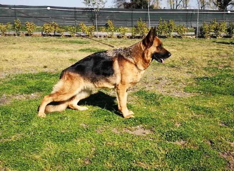 Madegras Mia | German Shepherd Dog 