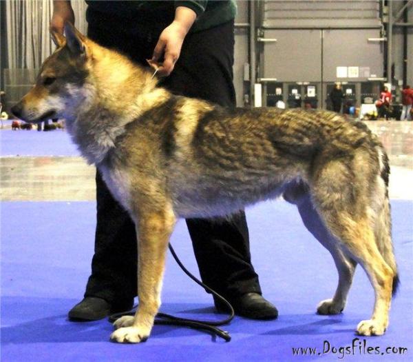 Crying wolf dylan | Czechoslovakian Wolfdog 