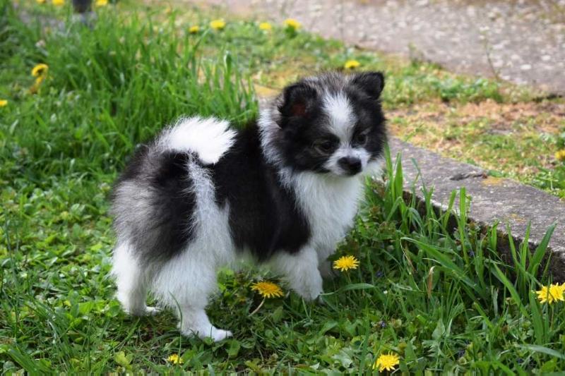 Keanu Reeves Danube Dwarf | German Spitz 