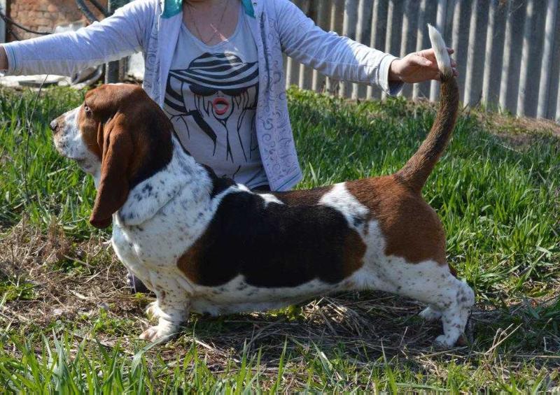 Moloss De Cornelio Citadel | Basset Hound 