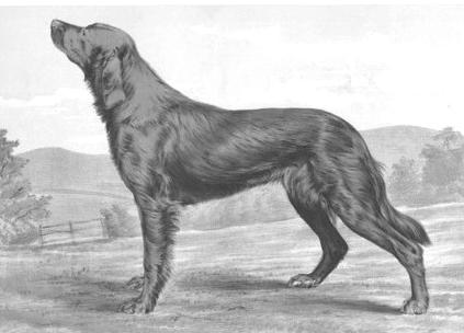 Aveline (1884) | Irish Setter 