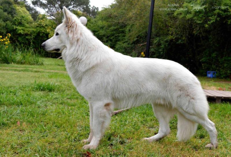 Blackjack de Alkina | White Swiss Shepherd Dog 