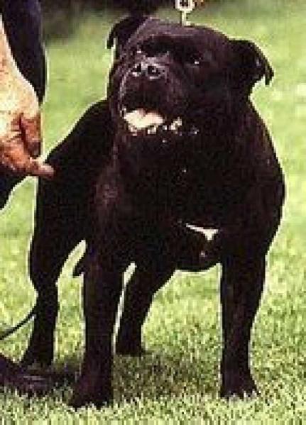 Betchgreen Dubber | Staffordshire Bull Terrier 