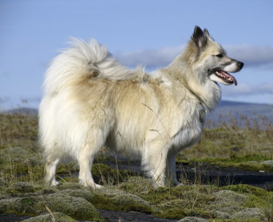 Töfra Birta Freyja | Icelandic Sheepdog 