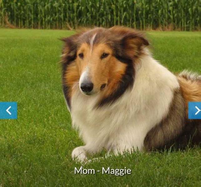 Clark Station's Maggie | Rough Collie 