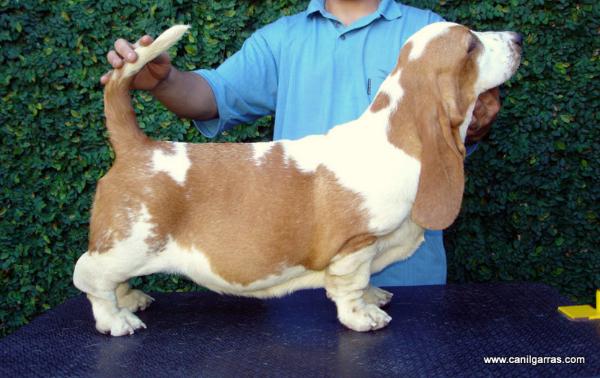 Talla dos Garras Silenciosos | Basset Hound 