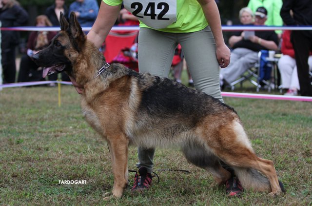Gypsy Ontopus (Carrascos' Gypsy) | German Shepherd Dog 