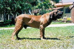 ELO DO ALTO QUATIS | Fila Brasileiro 