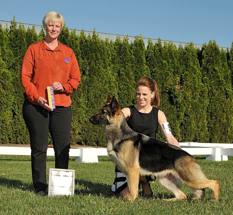 Norberges Kiss Me Under The Mistleto Of Clayfield | German Shepherd Dog 