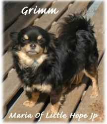 MARIA OF LITTLE HOPE JP | Chihuahua 