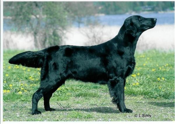 Comics New Blue Design | Flat-Coated Retriever 