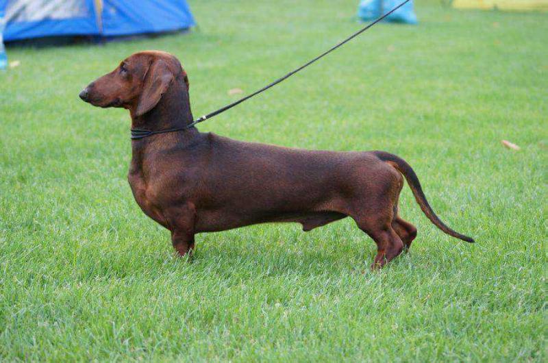 Kantri Park's Egoist Hodowla Myslinow | Dachshund 