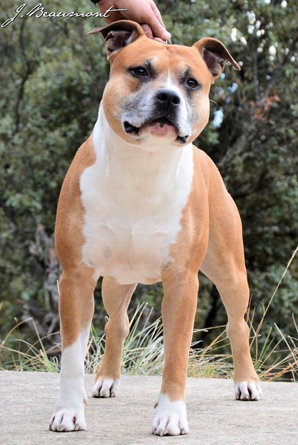 Enzo | American Staffordshire Terrier 