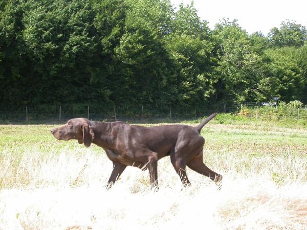 Vasco du Clos des Morandes | German Shorthaired Pointer 