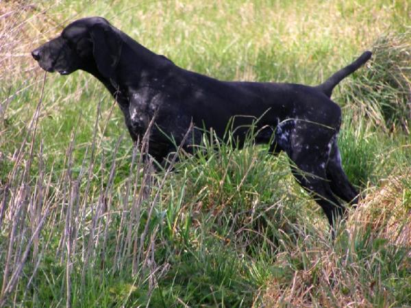 Diamant du Marais de Saintonge | German Shorthaired Pointer 