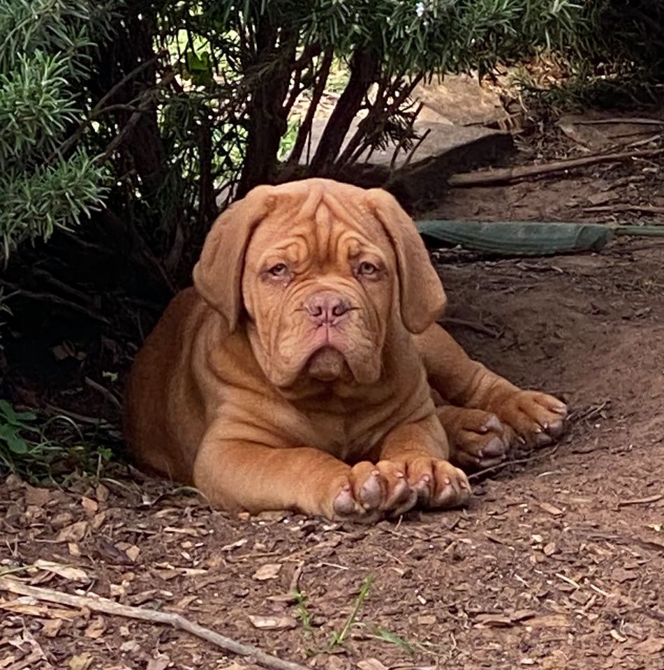 Moloscyg Jindi (AI) | Dogue de Bordeaux 