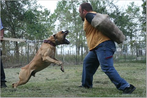 DSK's Mighty Macho | Olde English Bulldogge 