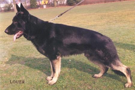 Qay van Het Berghuis | German Shepherd Dog 