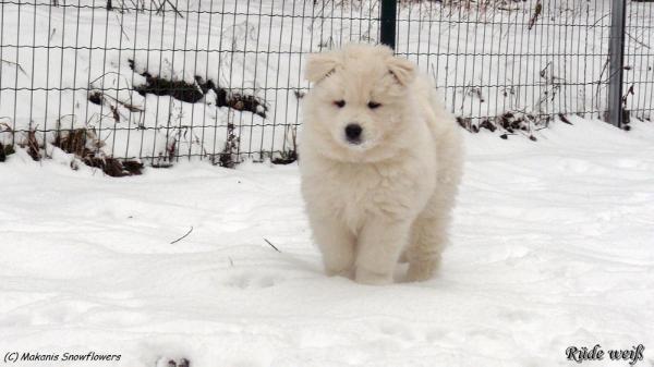 Makanis Snowflowers Chiaro Nanuk | Samoyed 