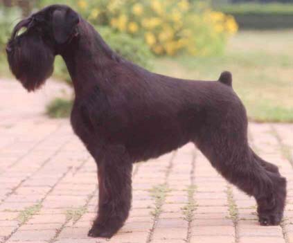 Malya Midia | Standard Schnauzer 