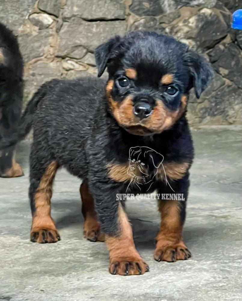 Lagertha Vom SQK | Rottweiler 