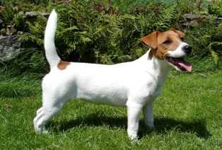 FLAIR FELICITY Jack's Clan | Jack Russell Terrier 