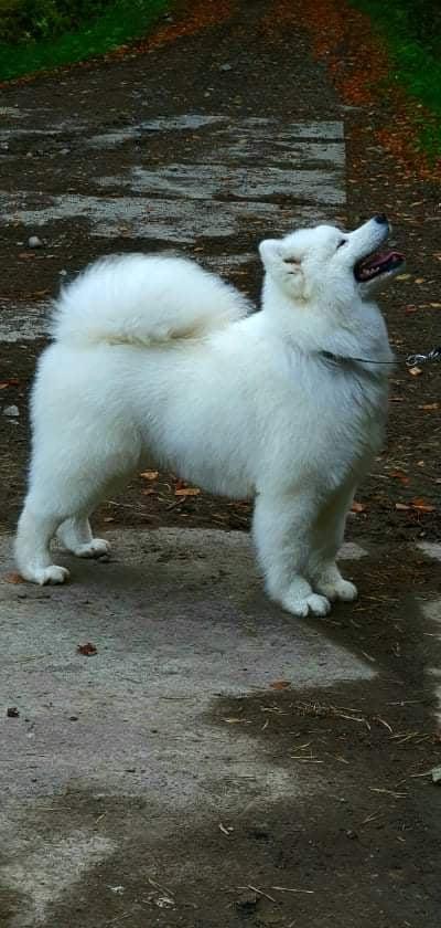 Sammy Snowball ASHIRA | Samoyed 