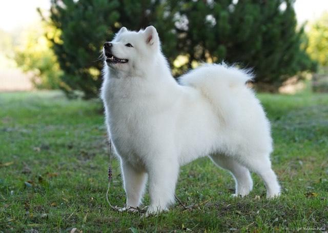 ELVIRA MISTERESS OF THE DARK Raising Fluffy | Samoyed 