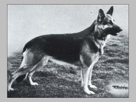 Gunda vom Wilischtal | German Shepherd Dog 