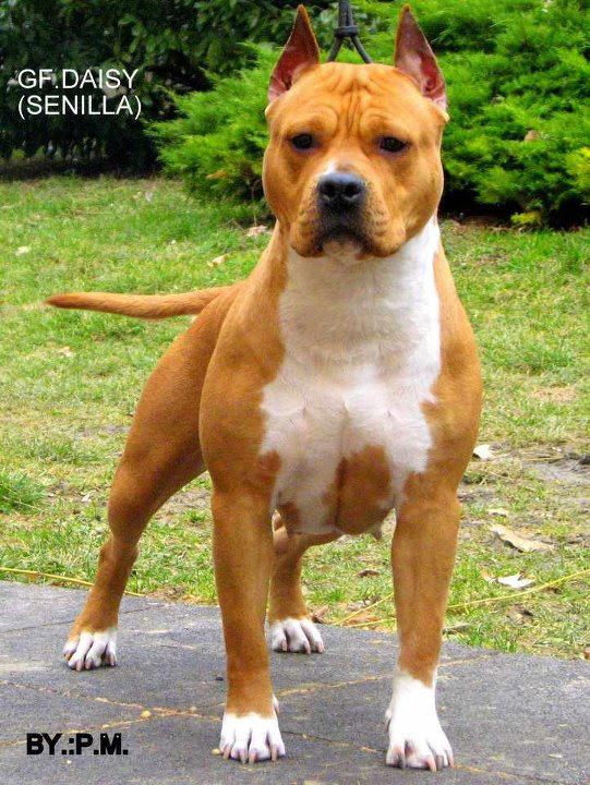 Goodheart Fighter Daisy | American Staffordshire Terrier 
