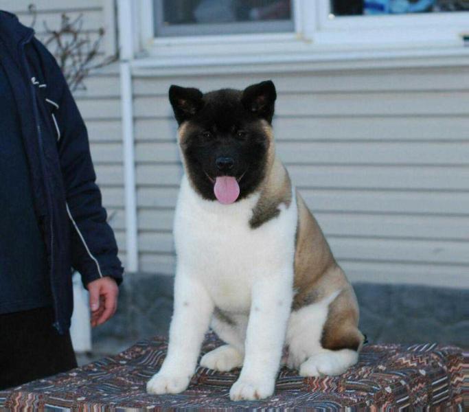 OSTVIKS SIRENIYA | Akita 