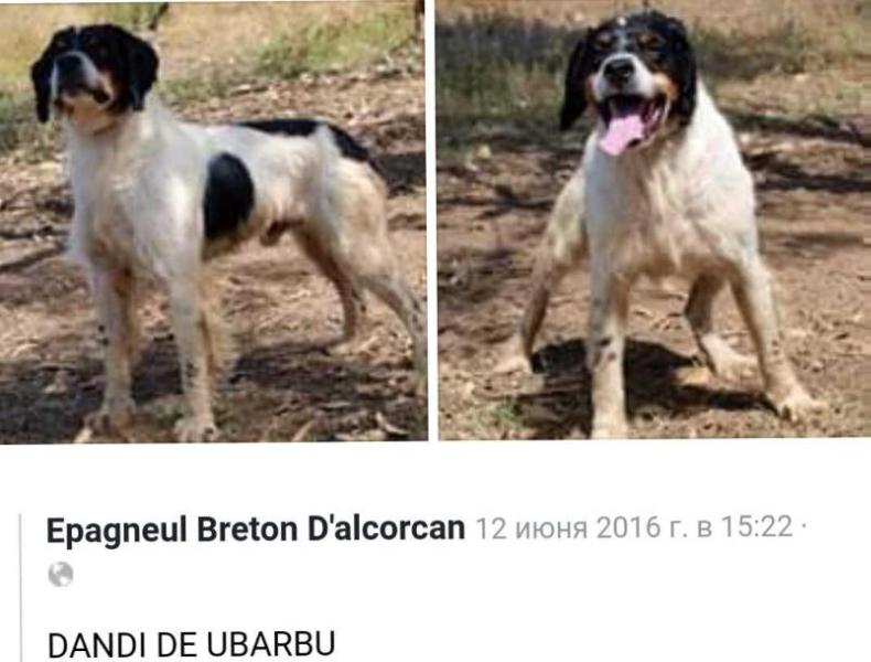 DANDI de Ubarbu | Brittany 